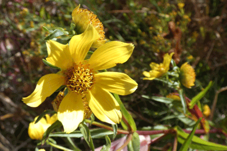 Nodding Burr-Marigold, Bidens Cernua, New Mexico
