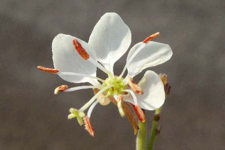 Scarlet Gaura, Oenothera suffrutescens, Gaura coccinea, New Mexico