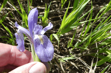 Rocky Mountain Iris, Iris missouriensis, New Mexico
