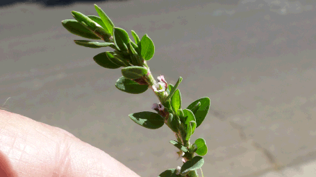 Prostrate Knotweed, Polygonum aviculare, New Mexico