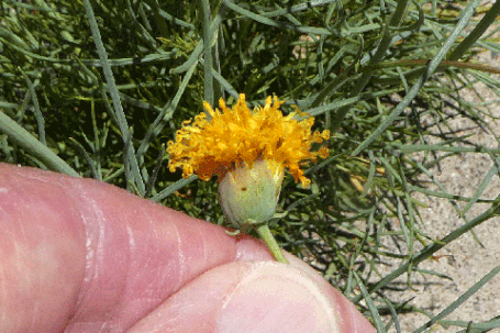 Hopi Tea, Green Thread, Thelesperma megapotamicum, New Mexico