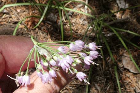 Nodding Onion, Allium cernuum, New Mexico