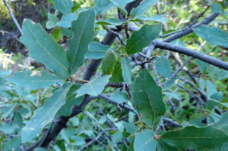 Wavy-Leaf Oak, Quercus X undulata, pauciloba, New Mexico