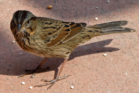 Lincoln's Sparrow, Melospiza lincolnii, New Mexico