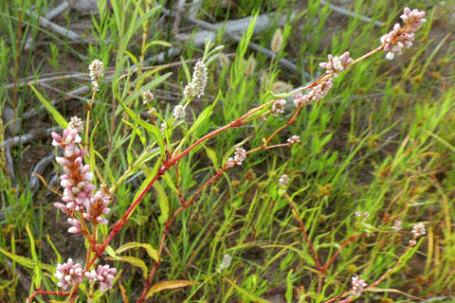 Pale Smartweed, Persicaria lapathifolia, New Mexico