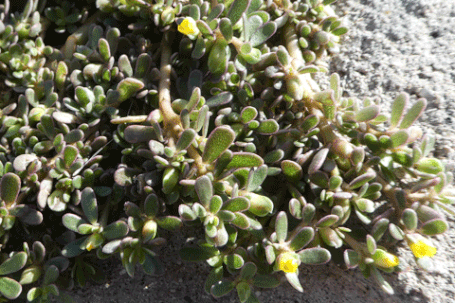 Purslane, Portulaca oleracea