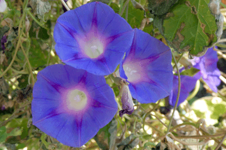 Shaggy Dwarf Morning Glory, Evolvulus nuttallianus, New Mexico