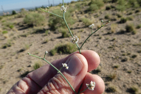 Nodding buckwheat, Eriogonum cernuum, New Mexico