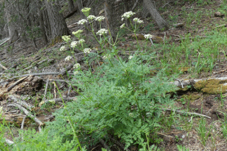 Oshá, Porter's Lovage, Ligusticum porteri, New Mexico