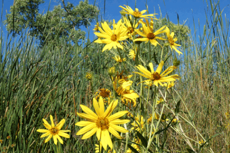 Maximilian Sunflower, Helianthus maximiliani, New Mexico