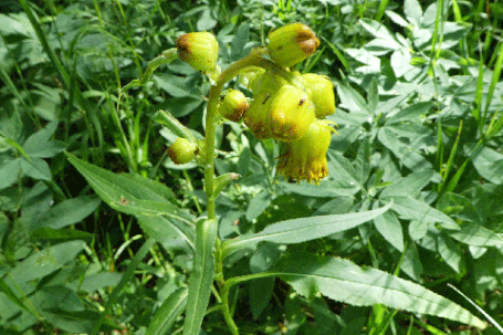 Nodding Groundsel, Bigelow's Groundsel, Senecio bigelovii, New Mexico