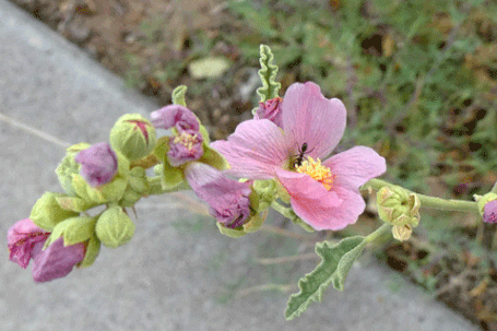 Globemallow, Sphaeralcea, New Mexico