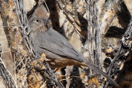 Canyon Towhee, Melozone fusca, New Mexico