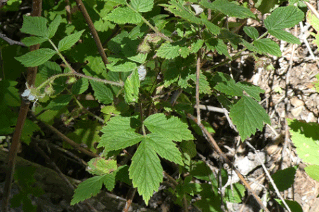 Red Raspberry, Rubus idaeus, New Mexico