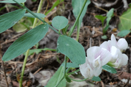 Nevada Pea, Lathyrus lanszwertii, New Mexico