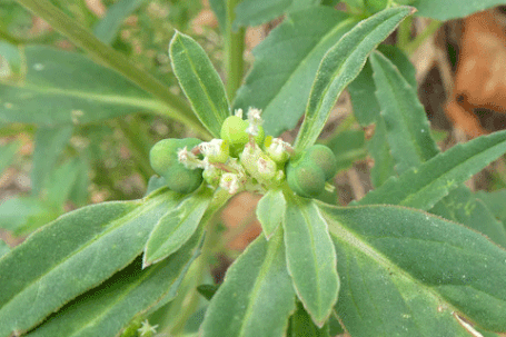 Square-Seed Spurge, Euphorbia exstipulata, New Mexico