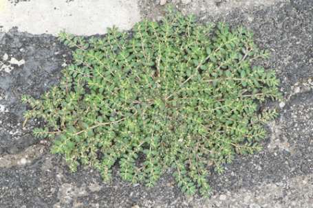 Prostrate Sandmat, Euphorbia prostrata, New Mexico