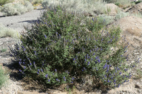 Chaste Tree, Lilac Chastetree, Vitex agnus-castus, New Mexico