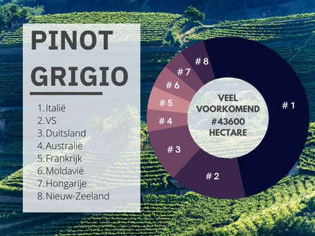 Waar komt Pinot Grigio vandaan