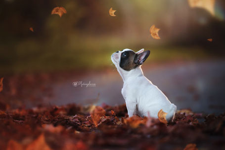 Herbst; Herbstfotoshooting; Laub; Shooting; Hundefotografie; Outdoor; Pfotogalerie