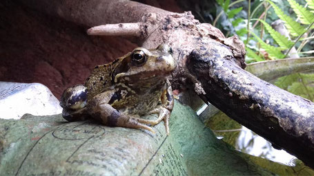 Rob's frog friend in the greenhouse