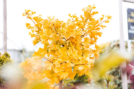 Ginkgo Gärtnerei Baumschule Würzburg