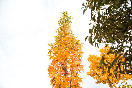 Amberbaum Liquidamber Baumschule Würzburg