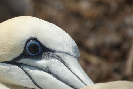 Basstölpel: veränderte Augenfarbe nach überstandener HPAI-Infektion; Foto: Rebecca Schröter