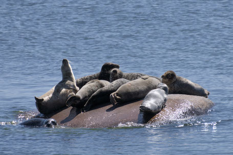 Kegelrobben in der Ostsee - Foto: Sören Wieland