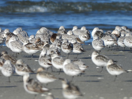 Vogelwelt auf Scharhörn; Foto: Joschua Sue