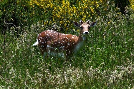 Parco Nazionale delle Foreste Casentinesi, Monte Falterona e Campigna