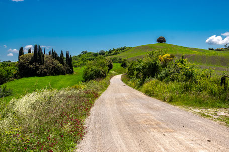 Crete Senesi: Strade Bianche