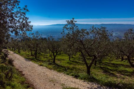 Ciclabile Assisi/Spello: La Via degli Ulivi