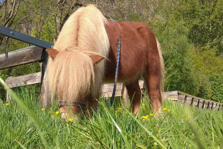 Pony Liesl von der Reitschule Priska Kelderer in Kaltern