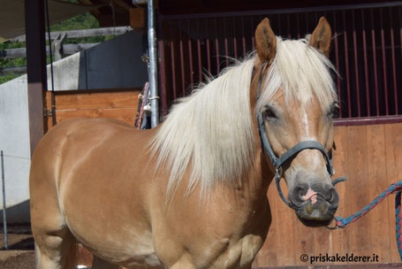 Haflinger Wallach Alex von der Reitschule Priska Kelderer in Kaltern