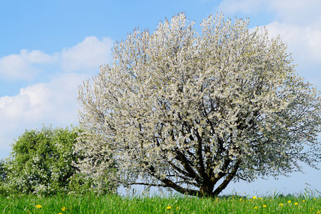 Streuobst Brennerei