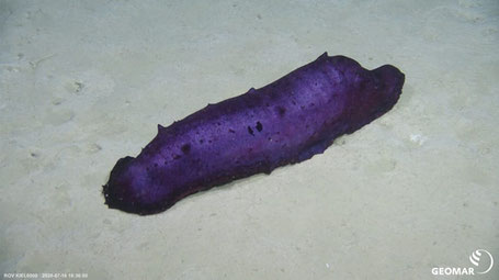 This purple dude is about 50cm in size. They exist in all shapes and sizes, colours and haptics