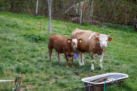 Kuh mit Hörnern und Kalb am Tränkebecken