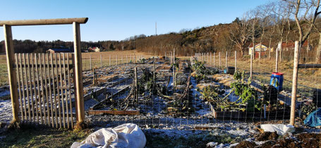 Odlingen Eden i mitten av januari 2021. Foto Lars Normark 2021