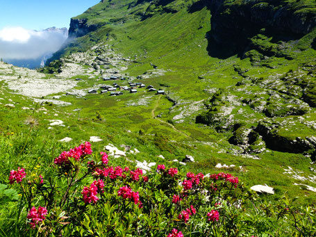 Rhododendrons avec vue sur l'alpage et le refuge de Sales