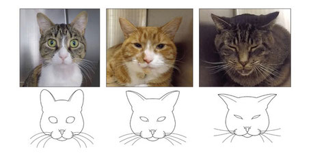 Informations Sur Les Chats Harmoniechat Comportement Felin Informations Sur Les Chats Harmoniechat Comportement Felin