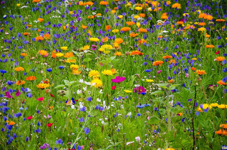 Blumenwiese - aber Landwirtschaft ist nicht nur Romantik ... 