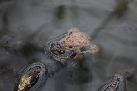 März 2015 - nicht nur Fische fühlen sich hier wohl 