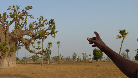 Sine Saloum, Sénégal