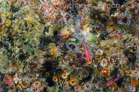 Galapagos Shark Diving - brightly coloured blennies in incredible coral garden in Punte Vicente Roca, Galapagos