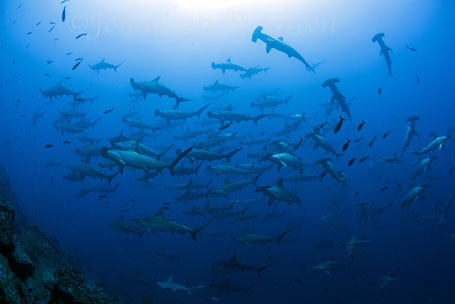 Galapagos Shark Diving - Big school of Hammerhead sharks