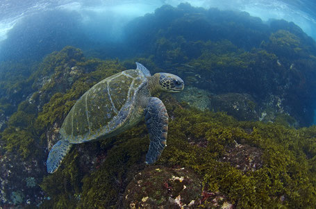 Galapagos Shark Diving - Meeresschildkröte Galapagos Inseln