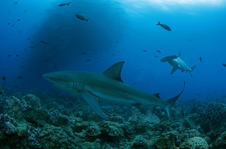 Galapagos Shark Diving - Close encounter with a Galapagos shark and a Hammerhead shark in the Galapagos Islands