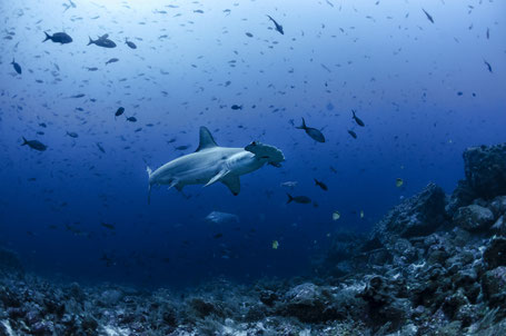 Galapagos Shark Diving - Hammerhead shark in the Galapagos Islands