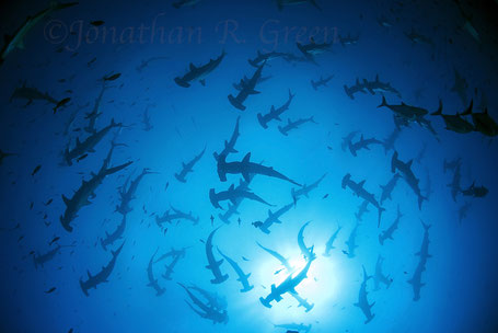 Galapagos Shark Diving - Big school of hammerhead sharks while diving in Galapagos 
